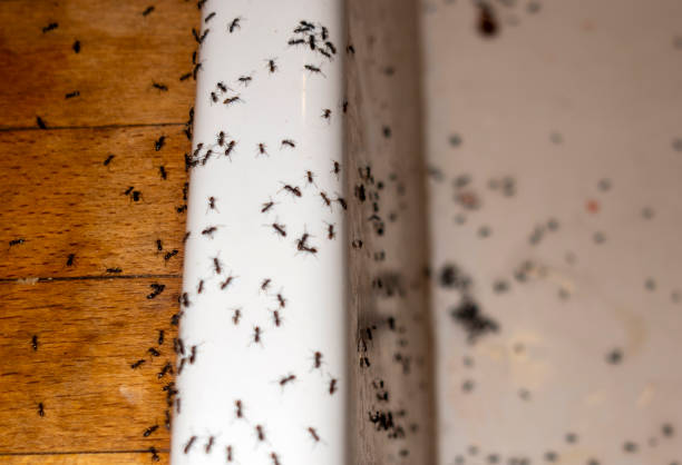 Best Exterminator Services  in Smithville, NJ