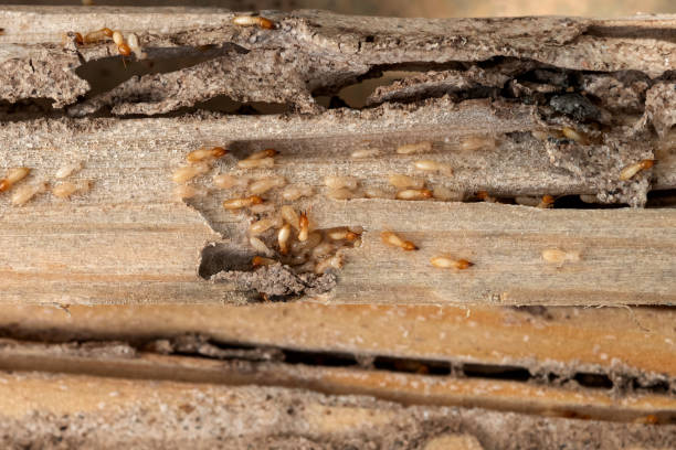 Best Termite Control Services  in Smithville, NJ